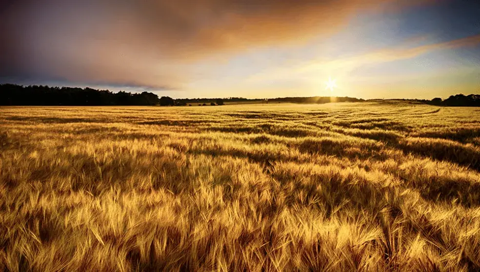 画像：知っていますか？ 大麦と小麦はこんなに違います。