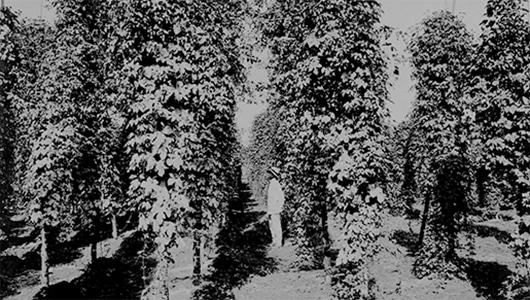 The Yamahana Hops Plantation in Sapporo (1935)