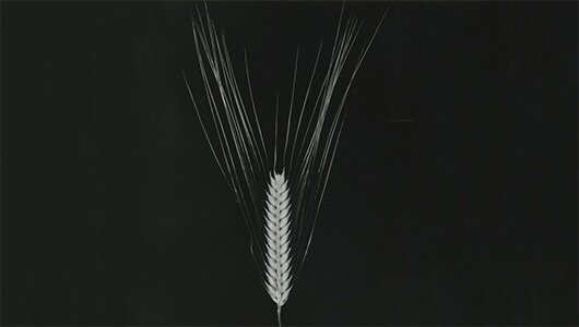 Haruna Nijo, a superior barley strain