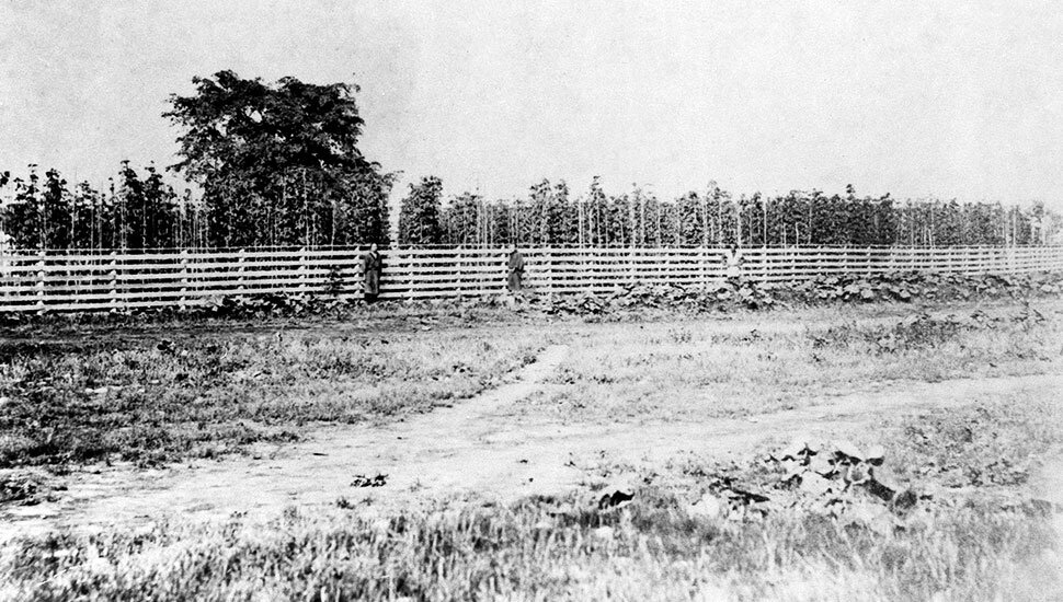 1877年ころの札幌ホップ園(北海道大学所蔵)