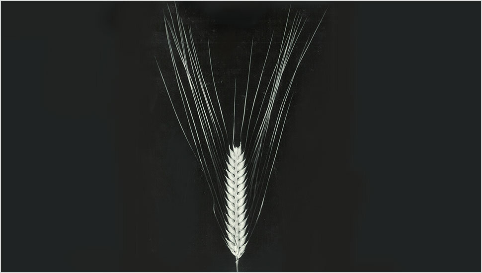 ビール大麦「はるな二条」