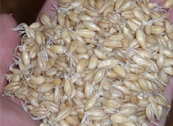 発芽中の大麦