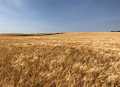 LOXレス大麦品種「Goldstar」の畑（カナダ）