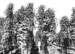 1935（昭和10）年ごろの札幌・山花ホップ園