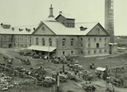 製麦所に搬入されるビール大麦（1950年ごろ）