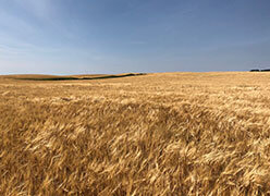 商業栽培の拡大を目指すカナダのLOXレス大麦｢CDC Goldstar｣