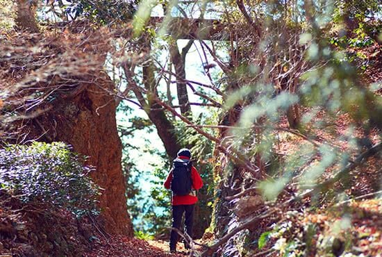 真っ直ぐ伸びた杉の木が立ち並ぶ純和風のトレイルや、頭上に橋が渡された小さな谷など。情緒豊かな登山道をご機嫌で歩く。