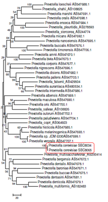 Prevotella cerevisiaeを 新種として提唱
