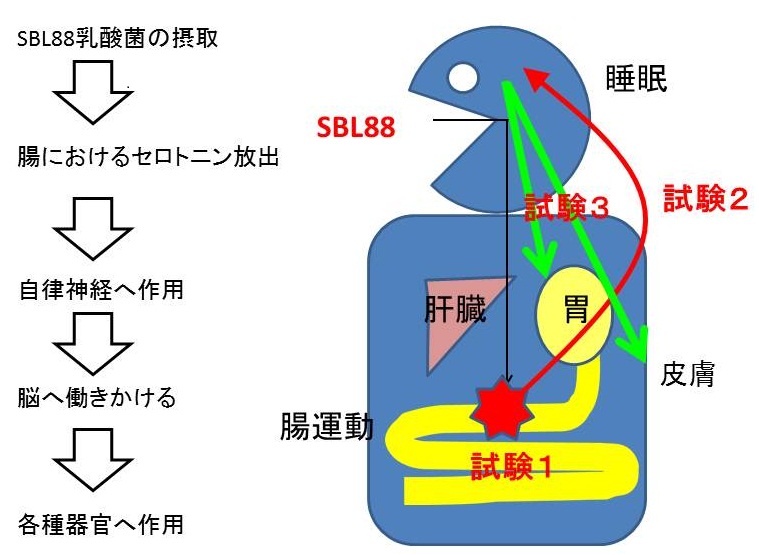 セロトニン専用