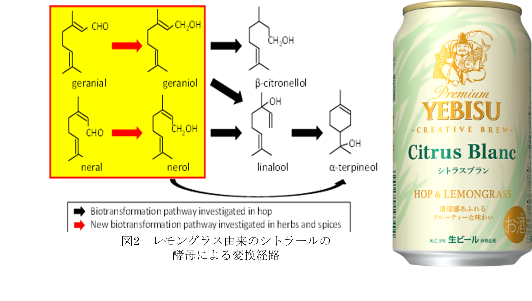 酵母の醸造特性・物質変換に着目した ビールテイスト飲料の品質向上と