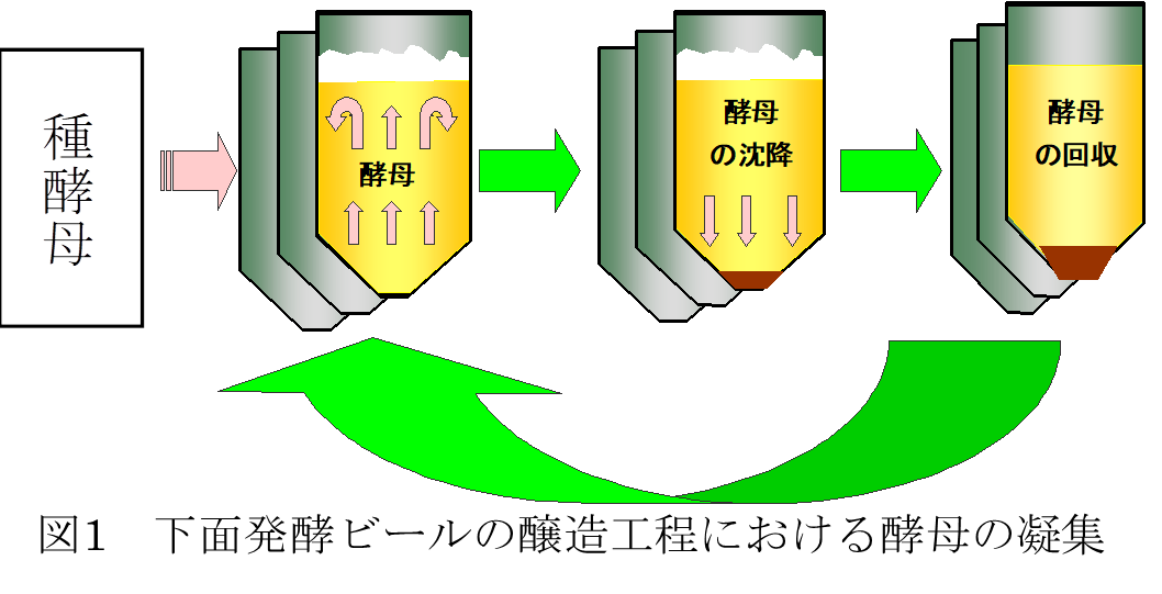 酵母の醸造特性・物質変換に着目した ビールテイスト飲料の品質向上と