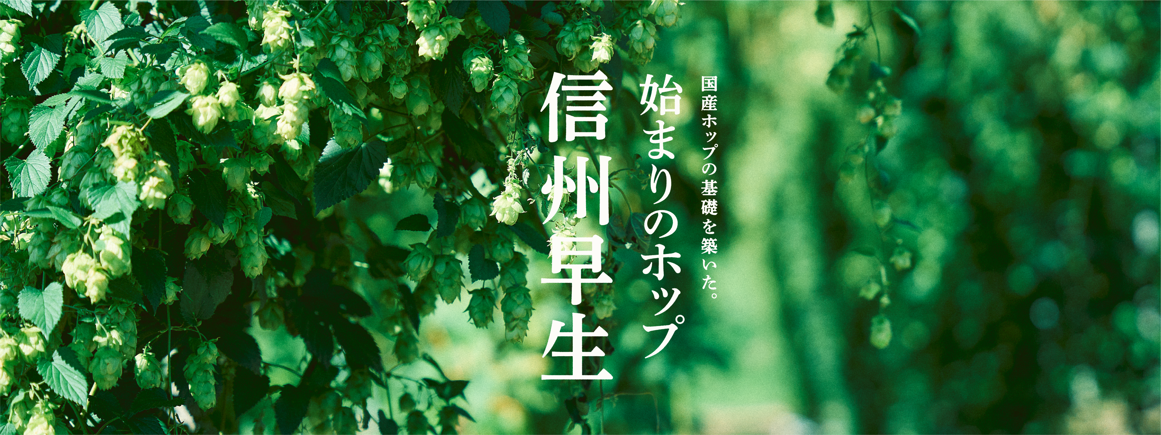 国産ホップの基礎を築いた。始まりのホップ 信州早生