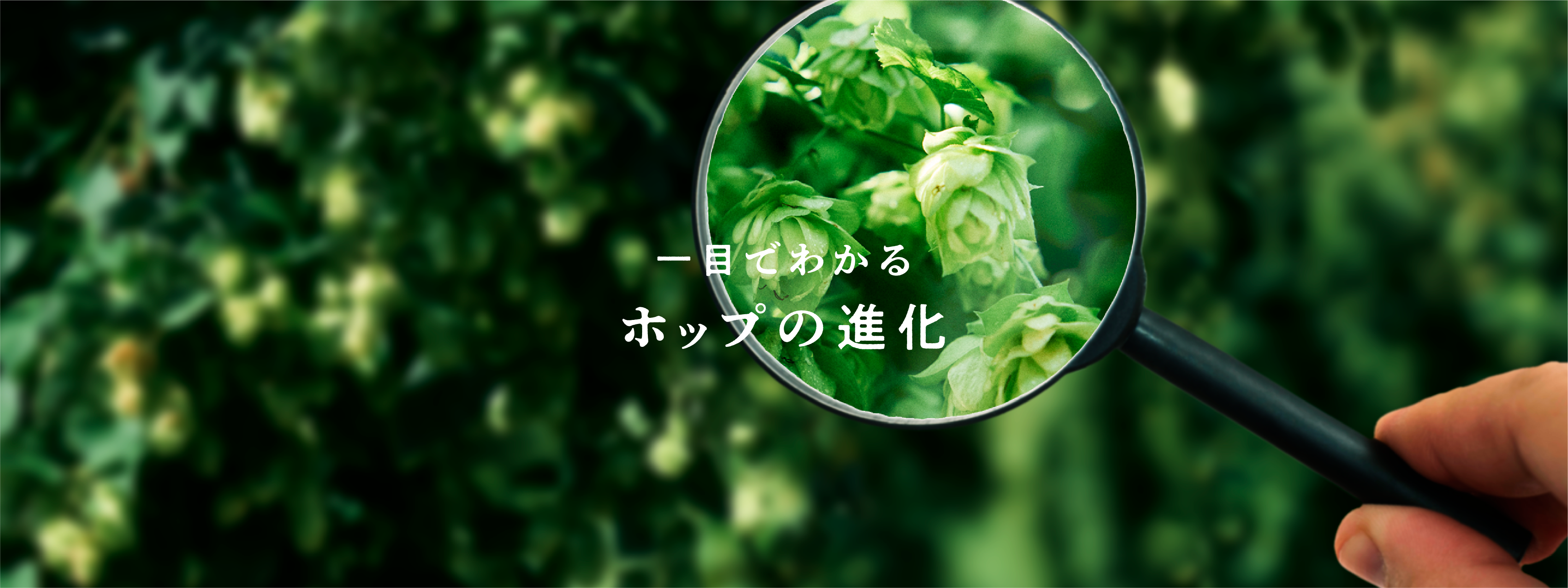 一目でわかるホップの進化