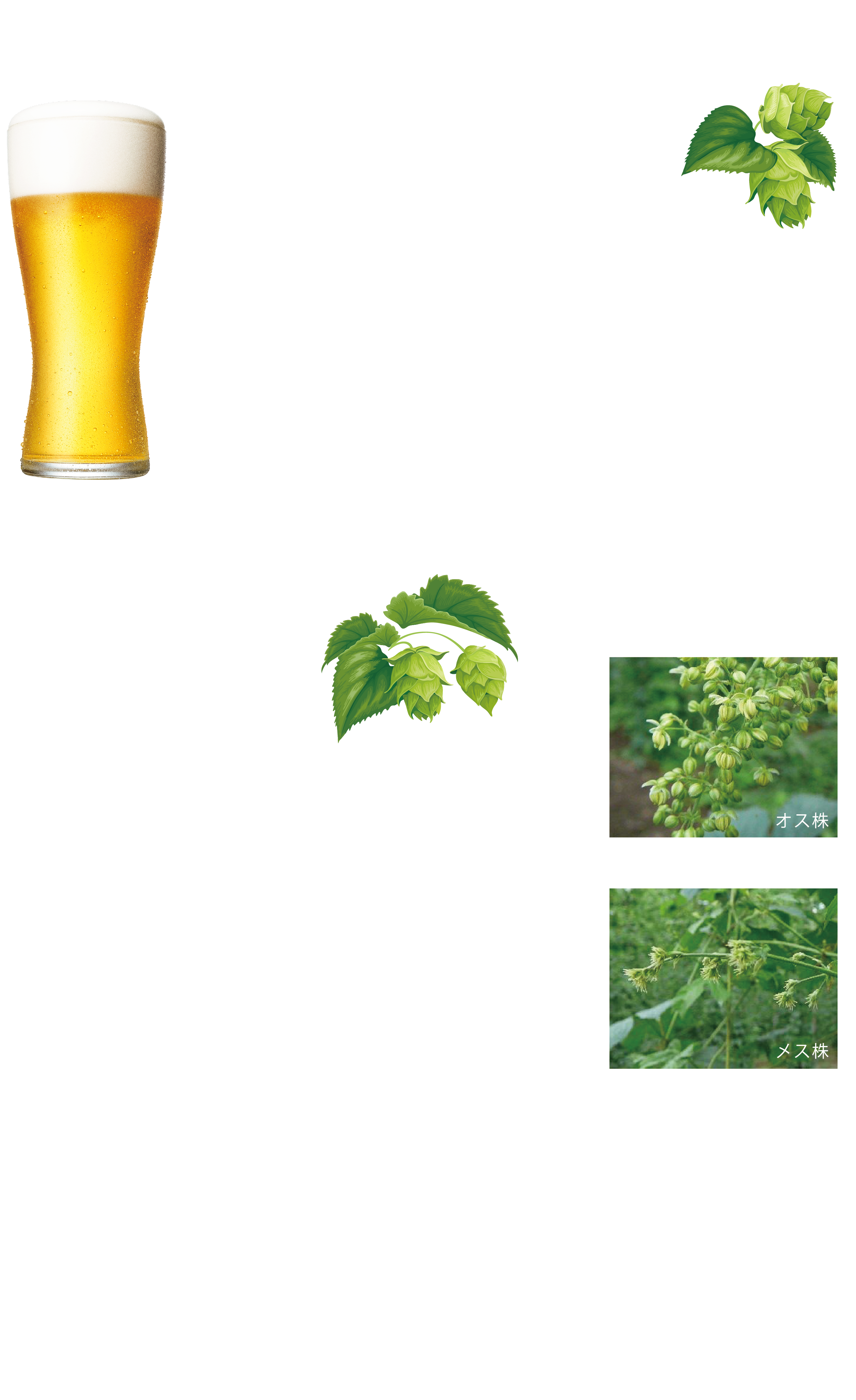 国産ホップで、ビールにもっとワクワクを。ホップの試験栽培が上富良野で始まって100年、それに続いて東北でもホップ栽培が広がるとともに、上富良野は北海道のホップ栽培の中心となっていきました。日本のビール文化、ビール産業を長きにわたって支えてきた国産ホップ。そのおいしさを未来へと繋げるための、新たな挑戦です。国産ホップの知られざる物語と、そのおいしさ、魅力を楽しめる「NIPPON HOP」シリーズ。「始まりのホップ 信州早生」をスタートに、様々な個性的なホップが続々登場。ホップとは？ビールに苦味と香りを与える、ビールにとってなくてはならない大切な原料。それがホップ。ほぼビール醸造のために生産されているホップは、アサ科の多年生つる植物で、オス株とメス株があります。ビールの原料として使うのは球花と呼ばれる雌株の果実だけになります。苦味はホップの樹脂に含まれるアルファ酸、香りはホップの精油（エッセンシャルオイル）からつくられます。この苦味と香りがそれぞれのホップによって違うので、どのホップを選び、どんな使い方をするかで、その特徴を活かしたビールが生まれるのです。今、ビールつくりにホップが注目されています。それは、ホップの選び方、使い方次第で創造するビールの味が無限に広がってゆくからです。ホップを知れば、ビールはもっと楽しくなる。
