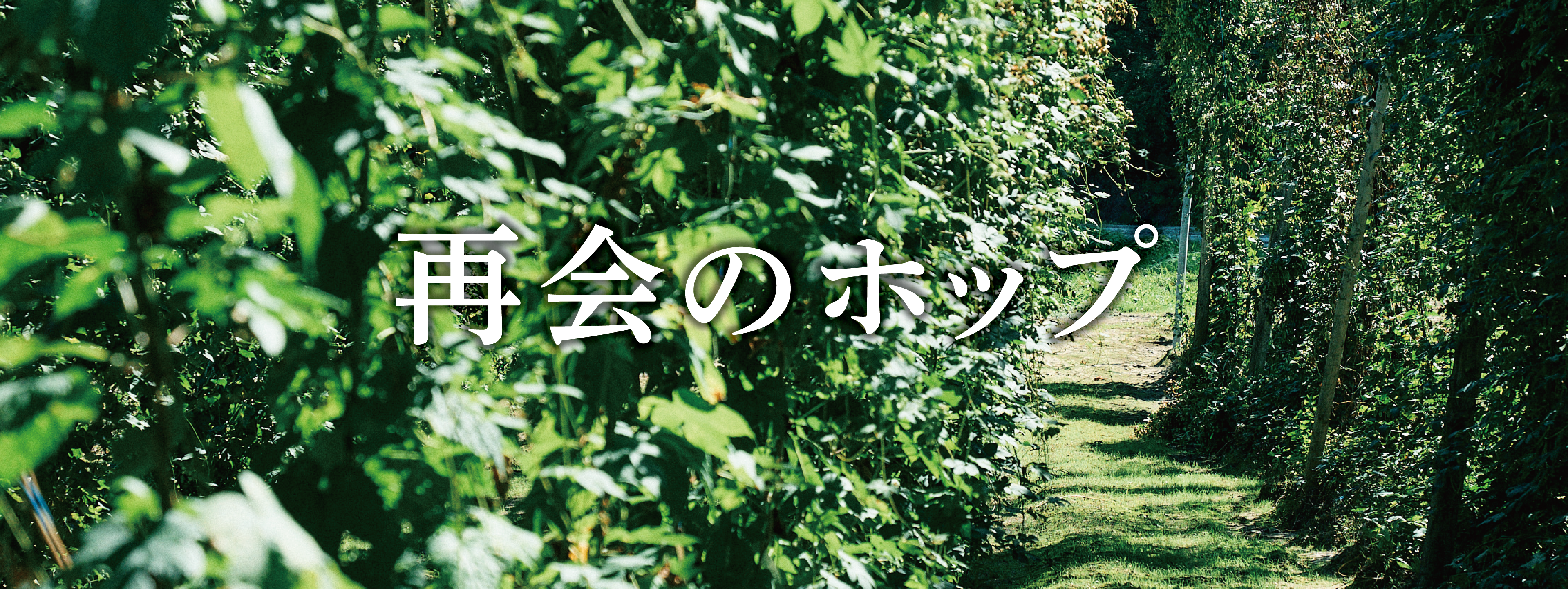 再会のホップ