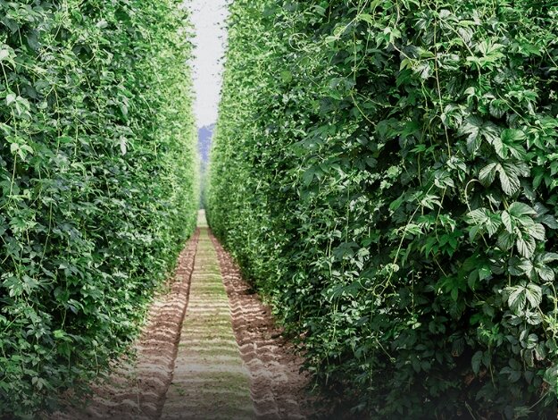 サッポロにできる理由