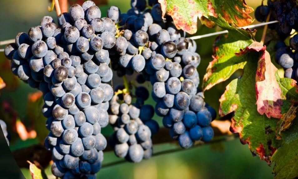 最高級ワインの生産地　Langhe（ランゲ）