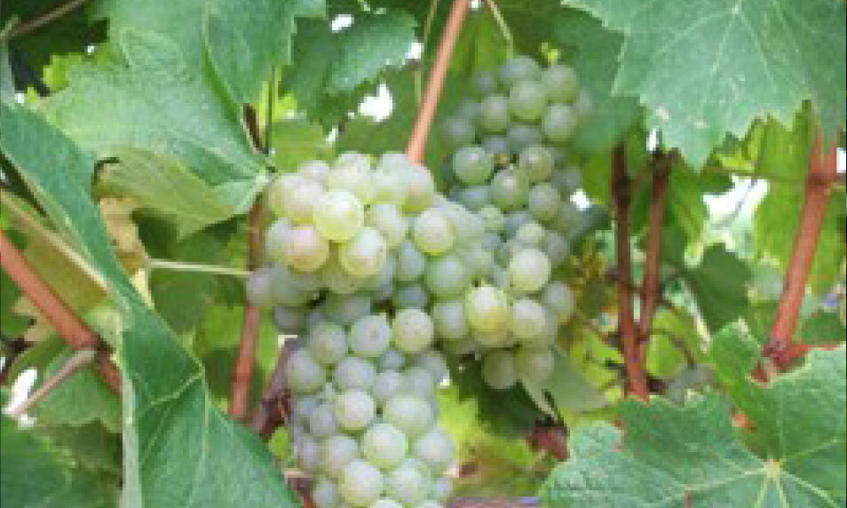 最高級ワインの生産地　Roero（ロエロ）