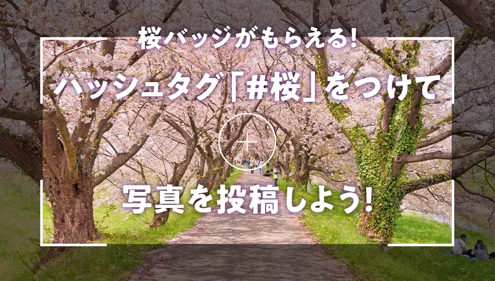 画像：【桜バッジ2024登場！】#桜 をつけて投稿しよう♪