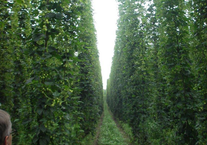 画像：ヱビスブランド Chief Experience Brewerインタビュー2